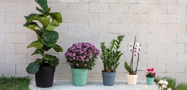 Jardinagem com estilo: a união perfeita entre beleza e praticidade na Coleção Flora Decor